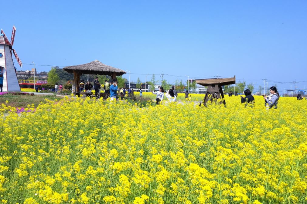 대부도 유채꽃밭! ‘꽃도 절정, 사람도 절정’