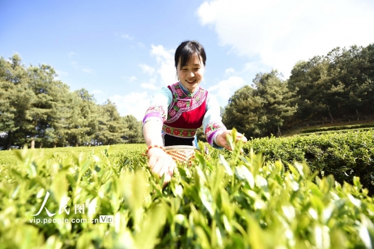中 윈난 워이산 고산 생태차 풍년 들어