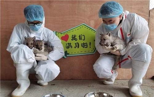 中 삼둥이 북극 승냥이 출생 한달 잡아