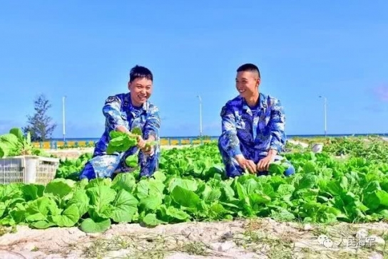 中 시사(西沙) 해변서 야채재배 첫 성공
