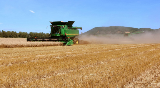 中 헤이룽장 개간지구 다그쳐 밀을 수확