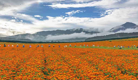 中 윈난, 만수국 만개..촌민들 웃음꽃 활짝