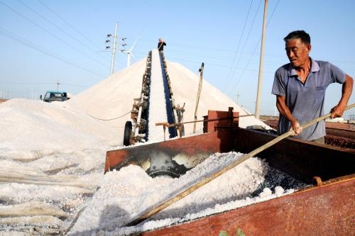 中 산둥 둥잔화 - 60만 무 염전 수확기 진입