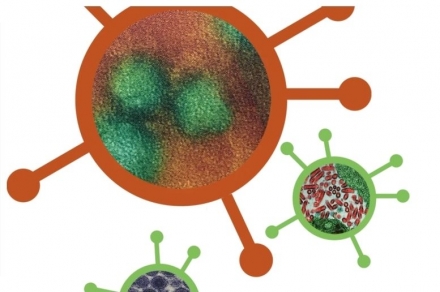 인도 서벵골주 니파 바이러스 확산… 치명률 최대 75%