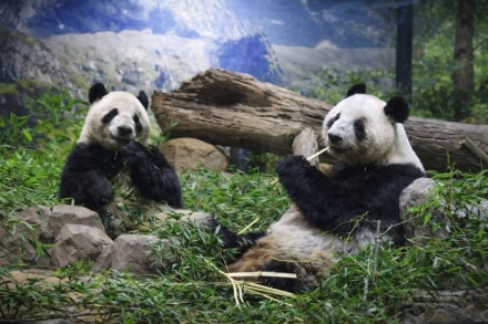 일본 체류 판다 ‘샤오샤오·레이레이’, 무사히 청두 도착