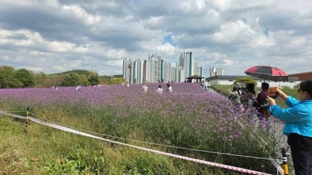 가을이 내려앉은 꽃밭…드림파크 야생화단지