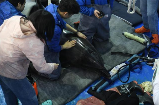 中 안후이서 돌고래 ‘쇼쿠’를 구급 치료