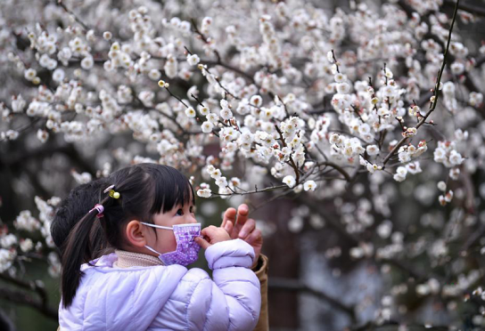 中 항저우 서호, 화사한 매화꽃 활짝